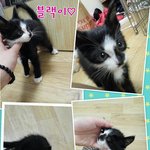 아톰닮은 턱시도아깽이의 집사님을 블랙이가 기다립니다!!