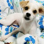 [쁜이] 녀석은 새 삶을 살 수 있을까요? 12편