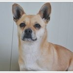 [동해보호소] 빵<b>심이</b>와 연식이의 가족이 되어주세요.