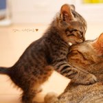 엄마고양이에게 쪽~ <b>귀욥</b>따