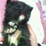 유기묘 유기고양이 새끼 <b>분양</b>받으실분 연락주세요