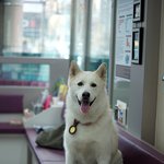 [허스키<b>심바</b>] <b>심바</b>는 고양이가 좋아요.