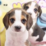 종류별 귀여운 <b>새끼</b> 강아지들