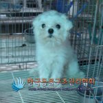 내일이면 공고<b>기한</b>이 마지막인 아이네요.