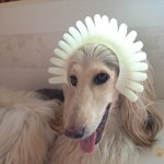 [둥이네] 아프간하운드 <b>샤샤</b> 재도전ㅠ.ㅠ