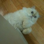 [호슈<b>리네</b>] 고양이 만지기 혹은 괴롭히기