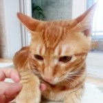 싸랑스런 울 <b>보리</b>