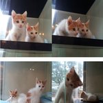 오드아이를 가진 이쁜 치즈 아깽이들이 <b>동물</b>병원 케이즈에서 지내고 있어요....