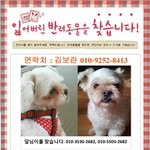 반려견 <b>달님</b>이를 찾습니다
