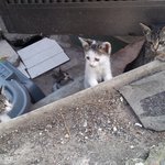 [길냥이] <b>어미</b> 잃은 아기고양이 4마리 데려가실 분 없으신가요