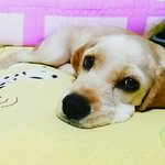 [몽이네] 보고또봐도 미친개 몽이