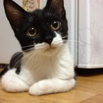 <b>성묘</b>분양해요 대전