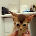 우리 고양이 이름 좀 <b>지어</b>주세요 !!!!!!!!!!!!!!!!!...