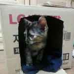 [니니네] 집사의 로망을 합쳐놓은 애교냥 니니