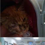 <b>슈렉</b>냥이 루니....다친 길냥이였지만 잘 치료받고 건강해져서 가족을...