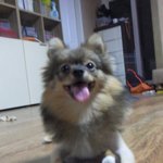 [구리구리] [3] 너구리의 소소한 일상이야기