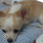 강아지 주인찾습니다! 주인을 찾을 수 있게 도와주세요 (<b>구로구</b>)