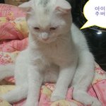 [고양이] 못된 <b>시월드</b> 복수  -고양이 편-