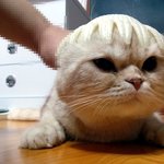 [<b>코오</b>] "<b>코오</b>"가 모자 쓰고 몇달만에 돌아 왔네용