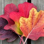 [건강] 단월드 힐링