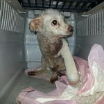[<b>인어</b>공주] 교통사고 당하고 안락사 위기였던 강아지 살려주셔서 감사해요