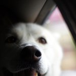 [허스키심바] <b>두더지</b>를 만났어요, 심바와 <b>두더지</b>