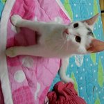 [고양이] 터앙 <b>코</b>숏 아이들