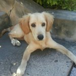 <b>과천</b>경마공원 근처 이쁜 강아지