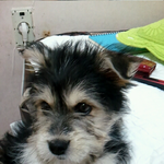 사진有)우리귀여운 강아지 리오2탄