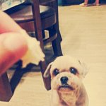 [동물] 살짝쿵 <b>미나</b> 올려보기ㅋㅋ