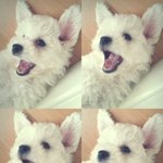 [비숑프리제] 비숑프리제 '루디'를 소개합니다