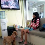 [후치] 싱가폴사는 거대 토이푸들 후치