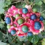 사진속 <b>식물</b>이름이 뭐죠