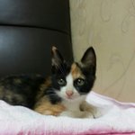고양이 이름좀요..