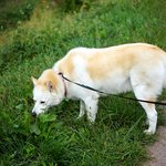 [허스키<b>심바</b>] <b>심바</b>의 주말 즐거운 산책