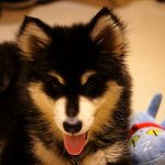 [라테ㅎㅎ] (추가)말라뮤트 라테입니다:)