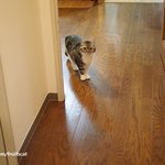 [유봉이네] 유봉이네 스크래치(유봉이네)