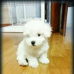 [비숑프리제] 매력철철 <b>내새</b>꾸 비숑프리제 보리