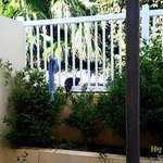 [야생고양이] 우리집 야생 고양이 - 반가운 손님 <b>네로</b>와 타이거