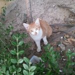 [냥이가족] 길냥이 가족을 소개합니다!! 4편