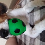 [구찌씨네] 천사비글 구찌이야기