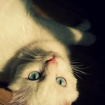 [오브이브] 우리 고양이 출산부터 아<b>깽이</b>들 눈뜬 과정 자랑