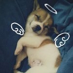 [강아지사랑] 멍멍 잡곡이들 첫인사(<b>믹스</b>견도똑똑해용^^)