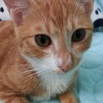 고양이 주인을 찾습니다(인천, 주안/<b>도화</b>)