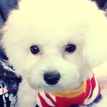 [비숑아키] 비숑프리제 아키;) 3탄!!