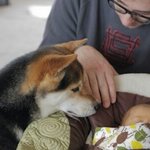 너무 예쁜  <b>시바견</b>과 아기ㅡ(9)