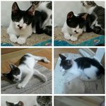 길에 버려졌던 불쌍한 아<b>깽이</b> 5마리ㅠㅠ 평생 함께해줄 좋은 가족을...