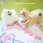 [한글이] 한글날특집(?) 반려견을 입양했을 때!