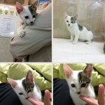 너무 이쁘고 깜찍한 아깽이들 선이난이송이콩이 좋은 가족 찾기