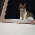 [우람이] <b>창밖</b>에서 내낭군이 부른다냥